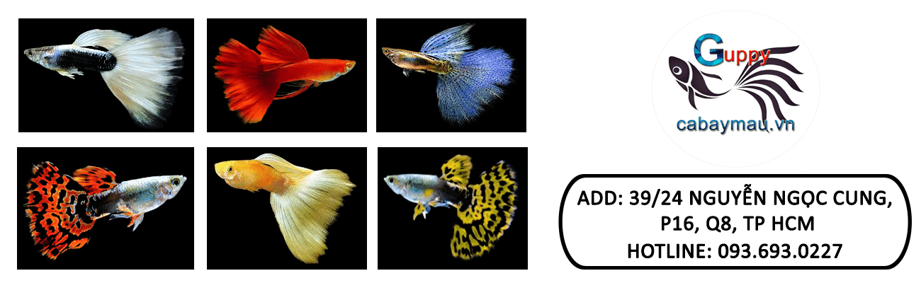 guppy-slide-2-1-1 Guppy