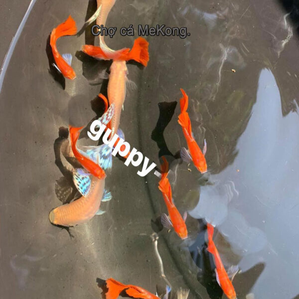 Guppy Full Red Blue Ear