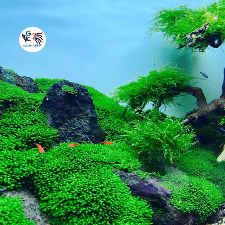 Minifiss trải nền