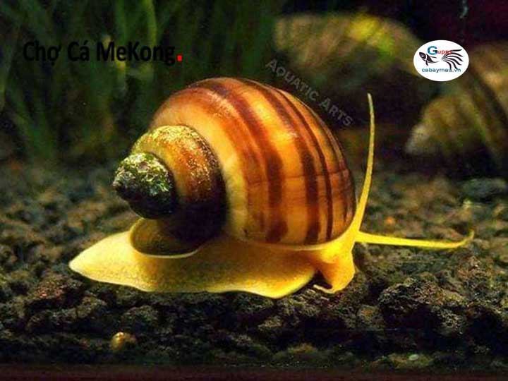 Ốc táo đỏ