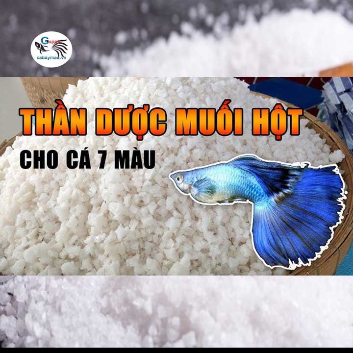 Cá bảy màu bị nấm và cách chữa trị