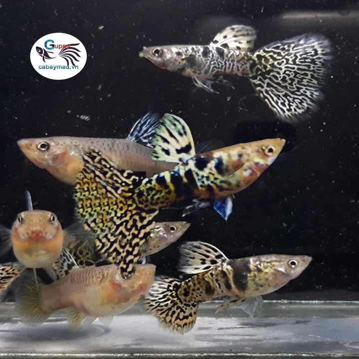 Tiger King Cobra Guppy
