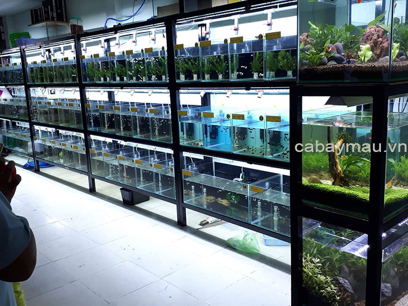 trai-ca-bay-mau-thai-1-1 Trại cá bảy màu thái