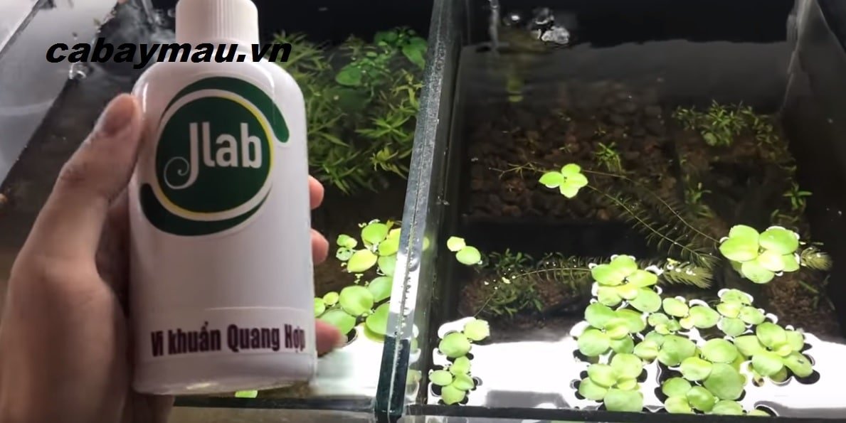 vi khuẩn quang hợp Jlab