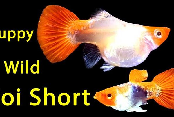 Cá bảy màu Wild Koi Short wild koi short