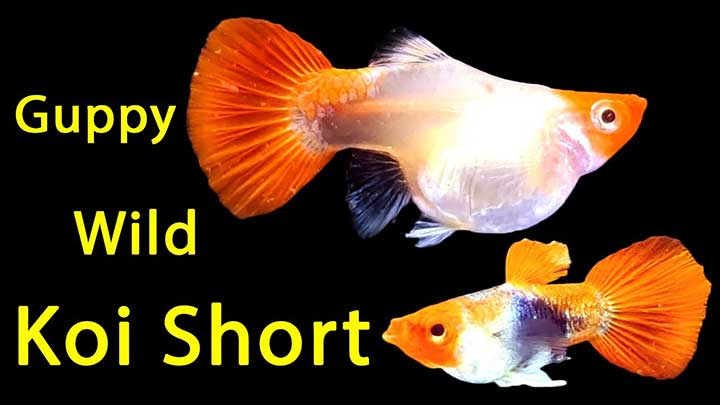 Cá bảy màu Wild Koi Short wild koi short