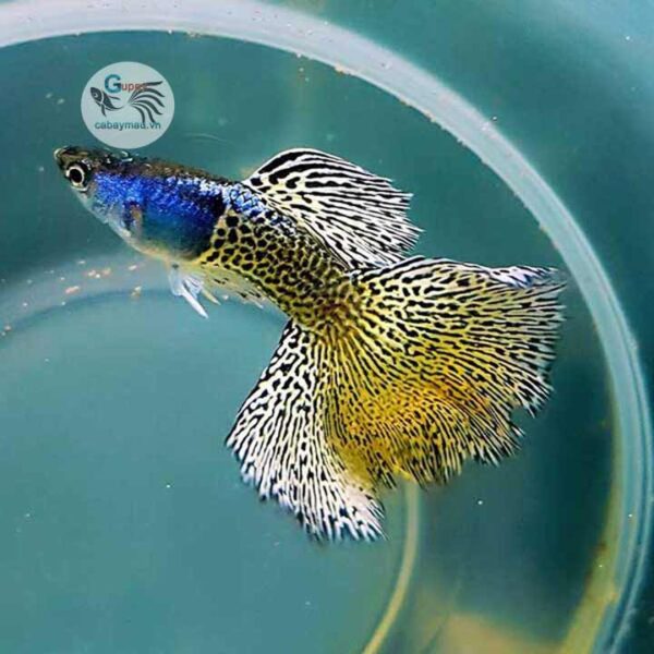 Yellow Lace Guppy