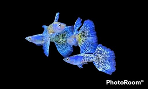 Cá bảy màu Metal Blue Lace Metal Blue Lace Guppy