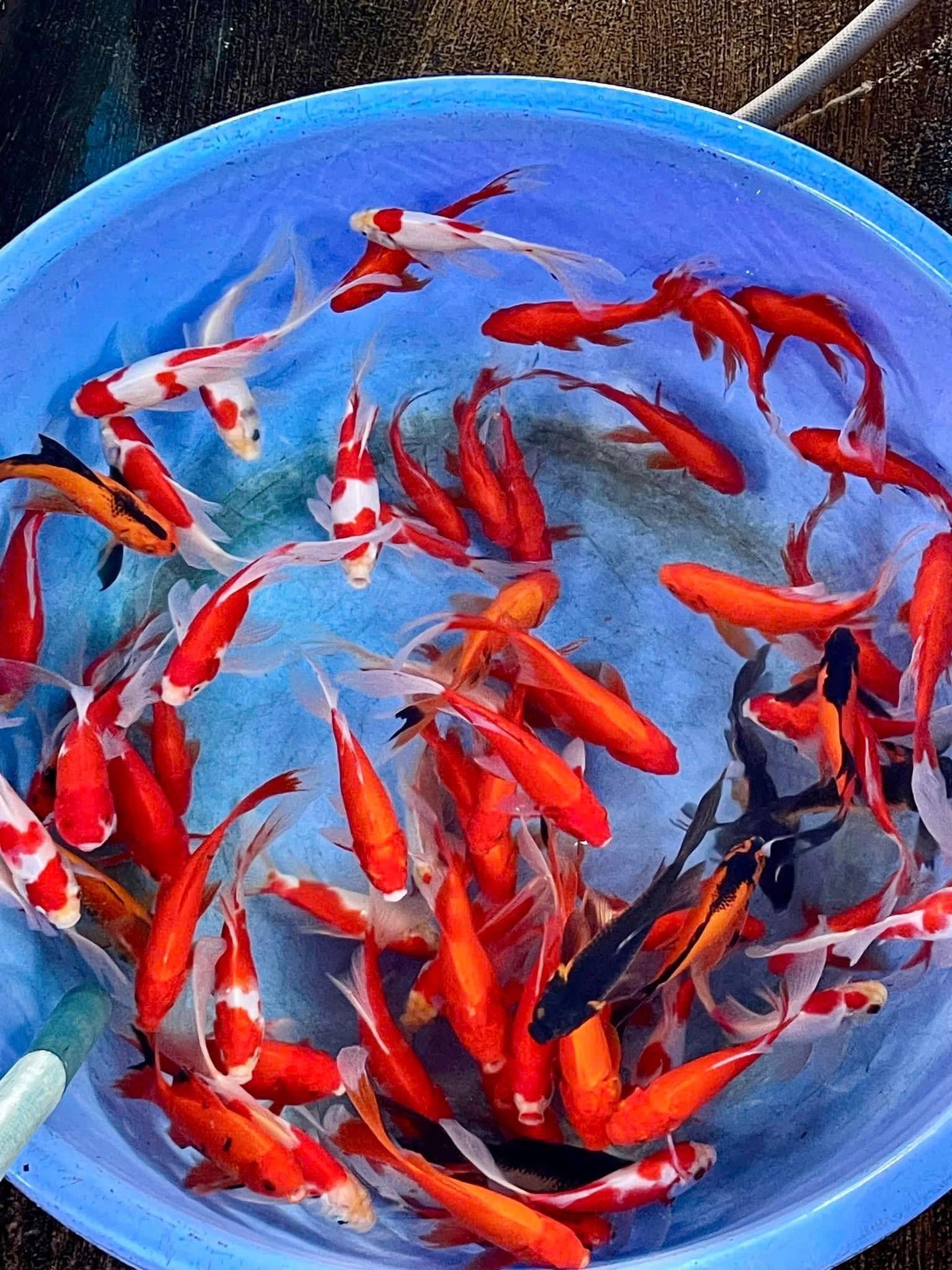 Vẻ đẹp tự nhiên của cá chép Nam Dương