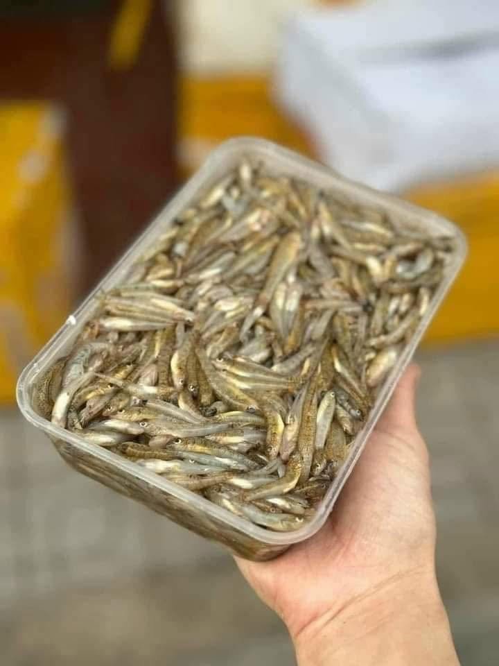 Thức ăn phù hợp cho cá bống nuôi trong bể cá cảnh