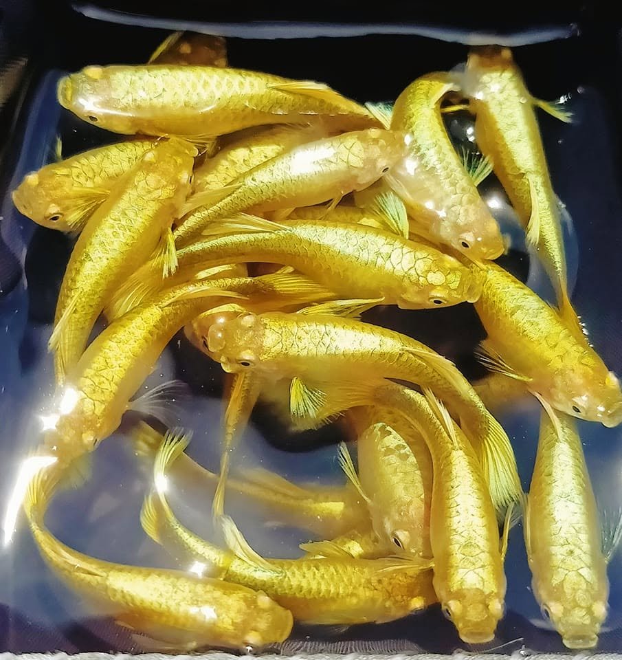 Cá 7 màu full gold và cách chăm sóc đúng kỹ thuật Cá 7 màu full gold phù hợp cho bể thủy sinh nhỏ đẹp