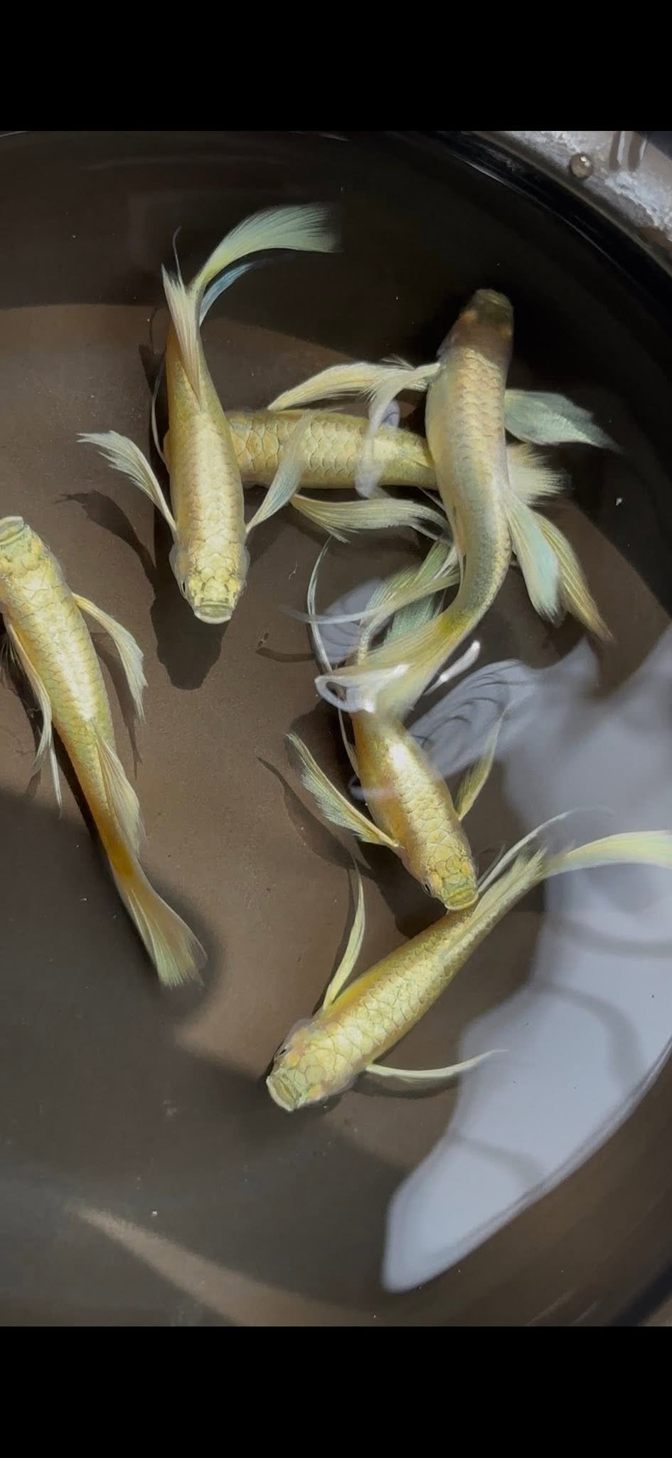 Cá 7 màu full gold đẹp rực rỡ và dễ nuôi trong bể