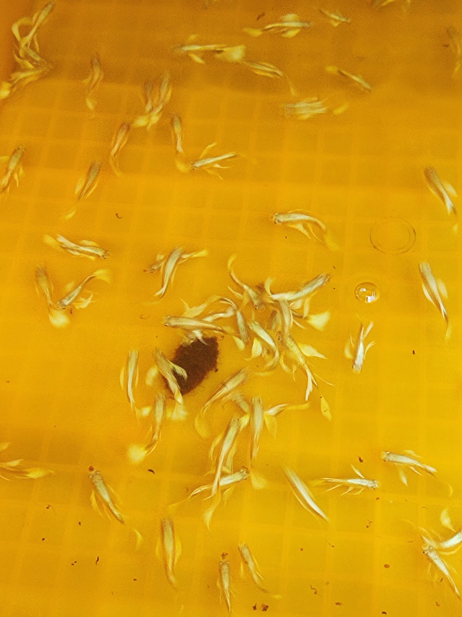 Cá 7 màu full gold và cách chăm sóc đúng kỹ thuật Cá 7 màu full gold và chế độ dinh dưỡng hợp lý nhất