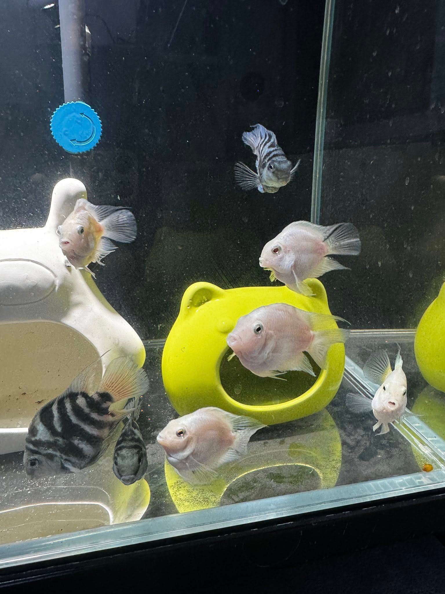 Cá két panda trong bể kính với hệ thống sục oxy hoạt động ổn định