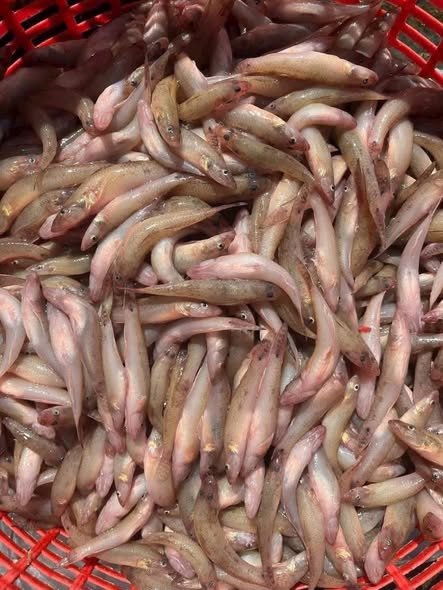 Cá bống ăn gì và những loại thức ăn phổ biến trong tự nhiên