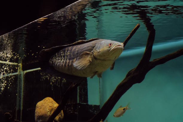 Cá lóc vảy rồng với màu sắc nổi bật và vảy óng ánh trong bể nuôi