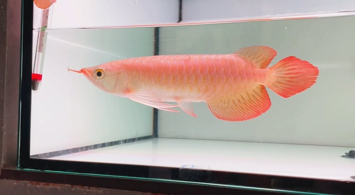 Cá Ngân Long Abino Là Gì Và Có Đắt Không