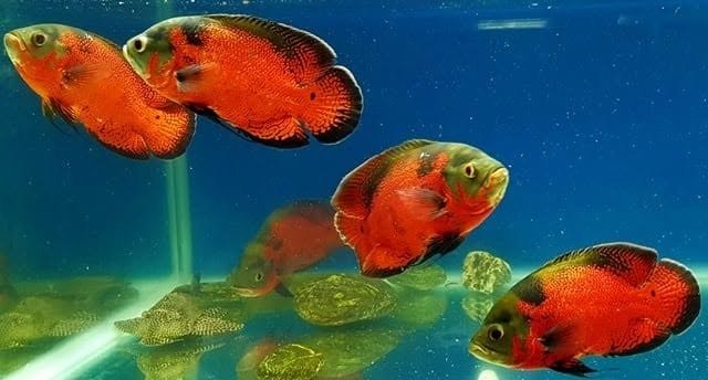 Cá tai tượng châu Phi bơi nghiêng ảnh hưởng sức khỏe ra sao