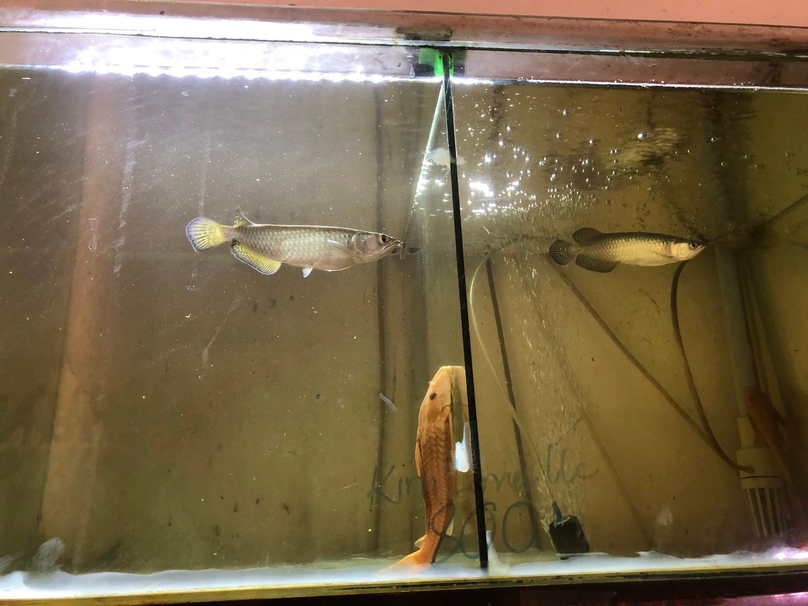 Cá Ngân Long Abino Là Gì Và Có Đắt Không Cá ngân long albino trong hồ thủy sinh ánh sáng nhẹ