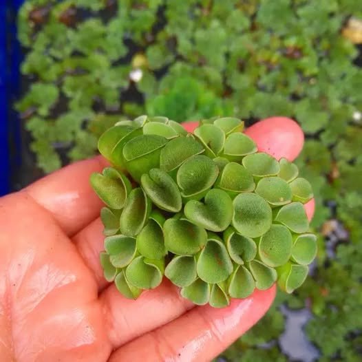 Loại bèo nào lọc nước tốt nhất giúp nước luôn sạch Loại bèo nào lọc nước tốt nhất trong môi trường ao hồ