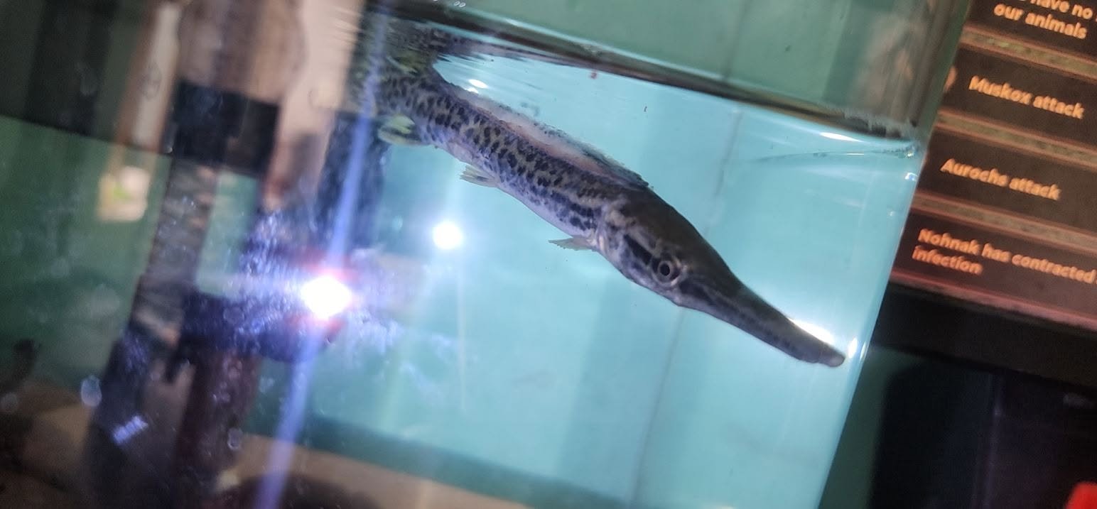 Các loại cá săn mồi giá rẻ đẹp và dễ nuôi hiện nay