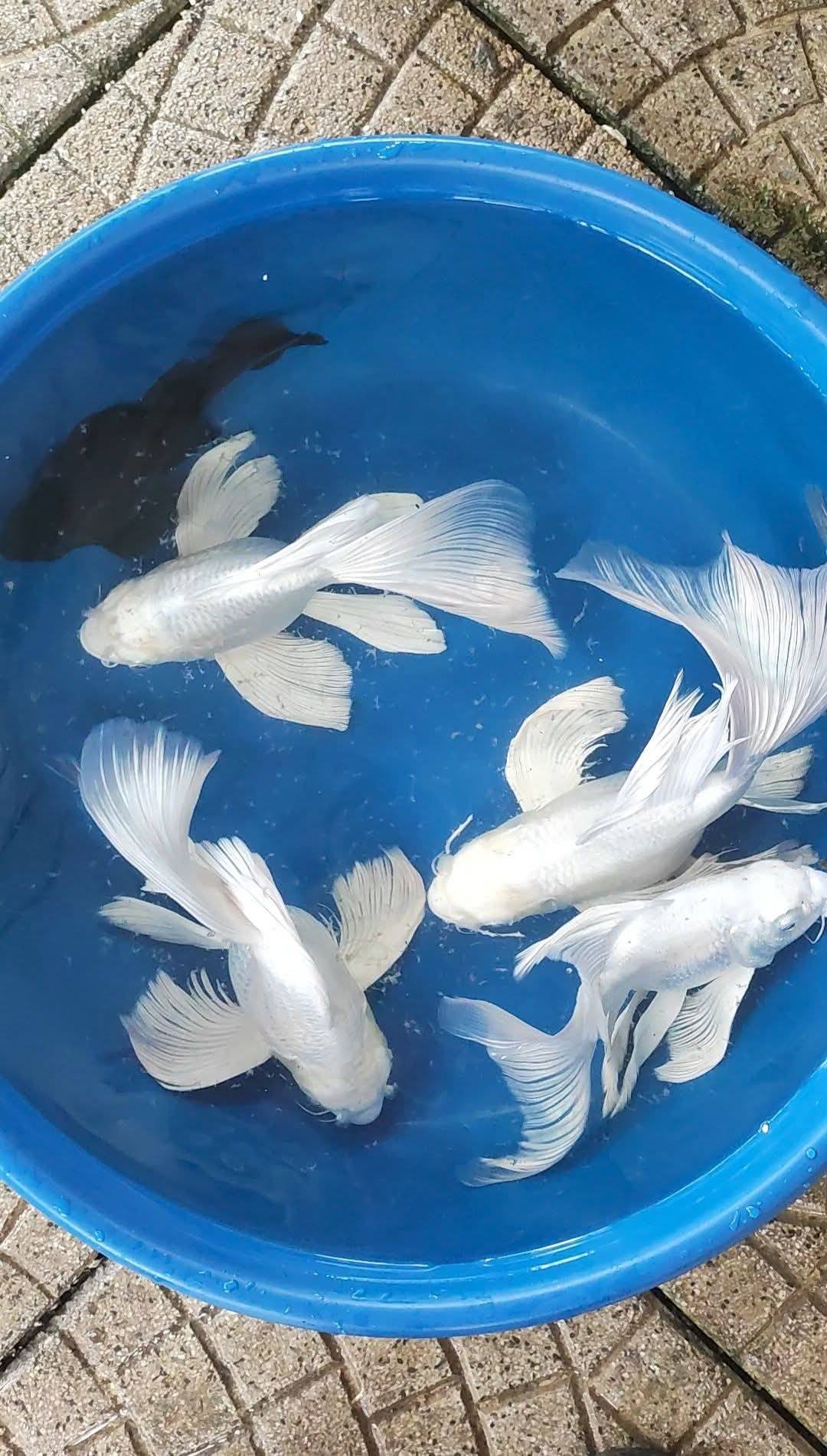 cá sư tử trắng bơi trong hồ cá cảnh
