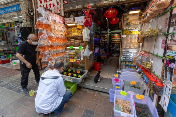 Shop cá cảnh gần đây bán cá khỏe mạnh và phụ kiện hồ cá