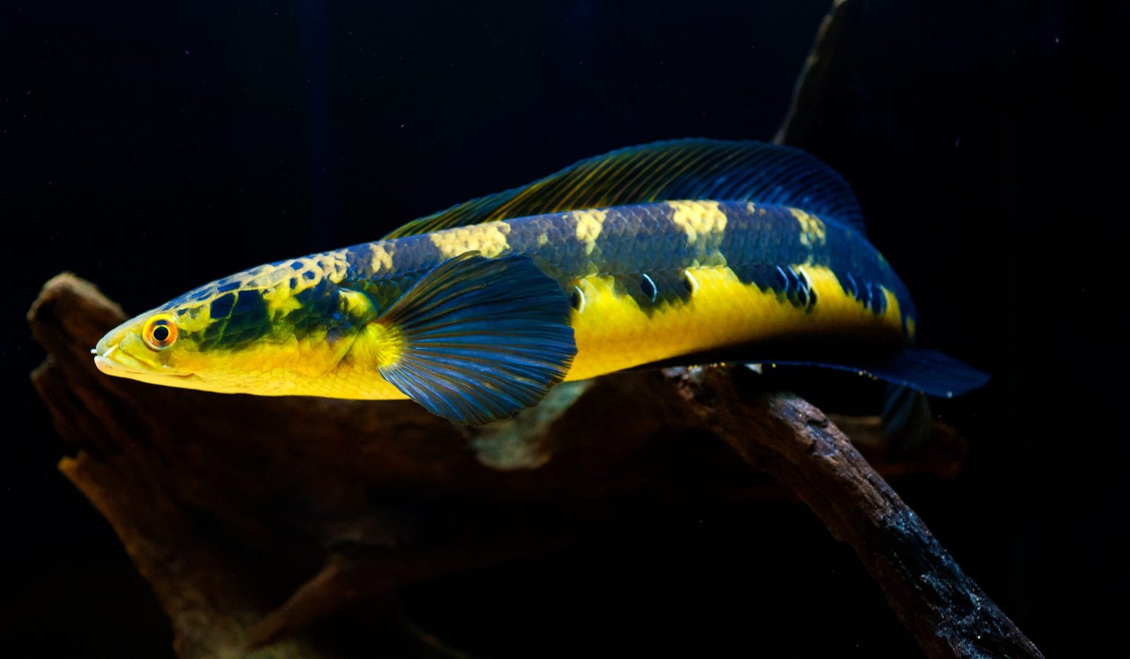 hình ảnh cá lóc Yellow Sentarum kích thước lớn