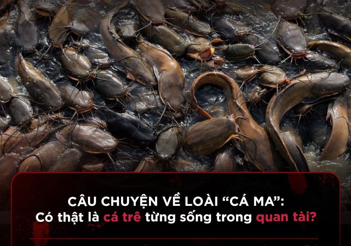 Hình ảnh minh họa về cá trê trong mộ và các câu chuyện liên quan