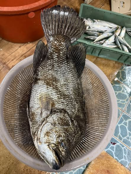 Cá Rô Biển Nước Ngọt: Đặc Điểm Nhận Biết Và Môi Trường Đặc trưng nổi bật của cá rô biển nước ngọt dễ nhận biết