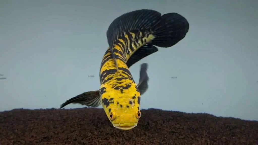 cá lóc Yellow Sentarum trưởng thành trong hồ cá cảnh