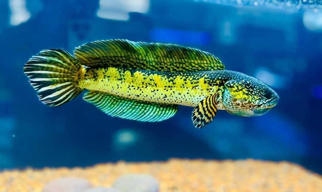 Cá lóc kiểng giá từng loại có gì khác biệt và đáng mua không