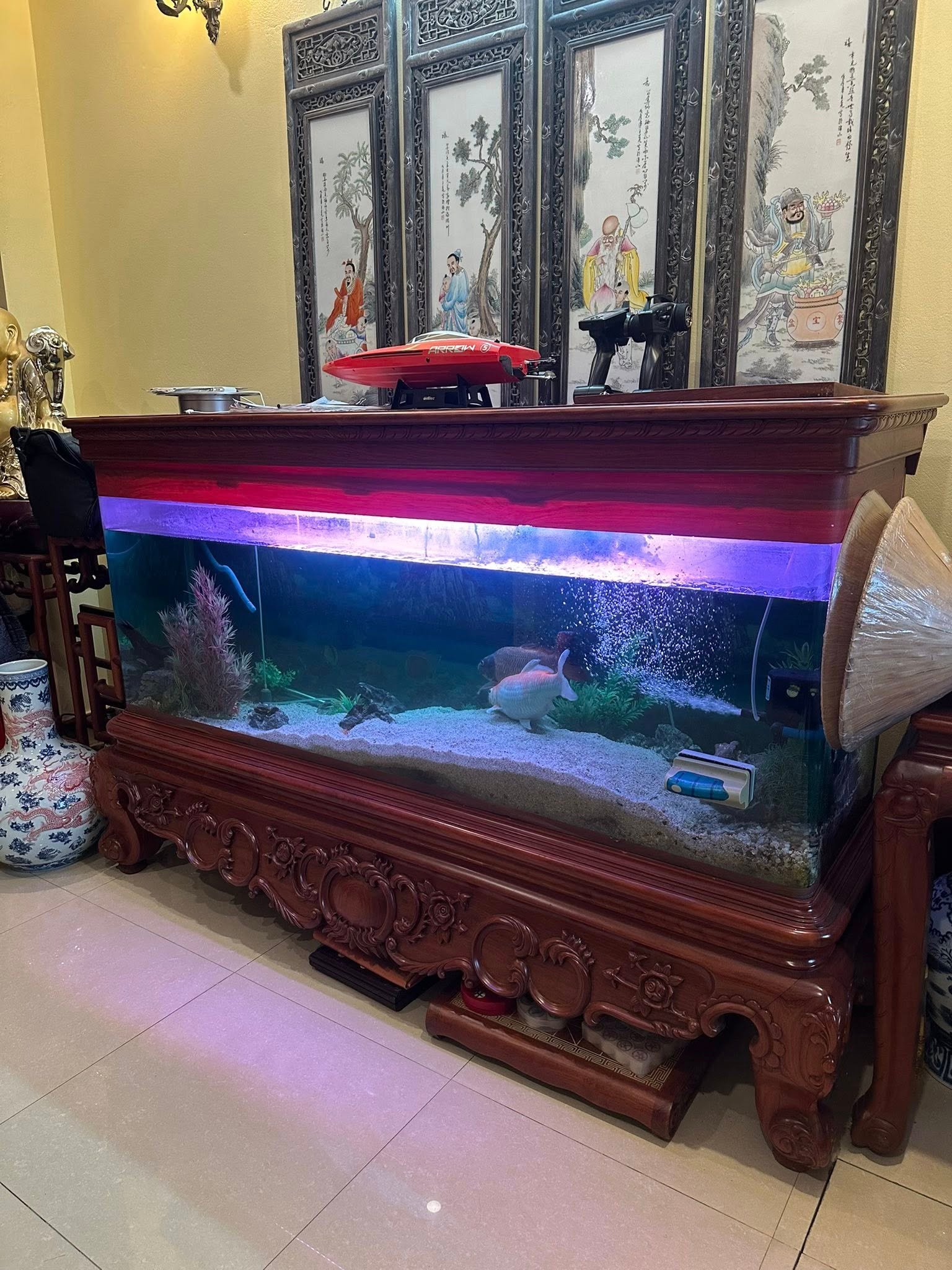 Chọn kích thước hồ cá rồng chuẩn cho từng giai đoạn nuôi