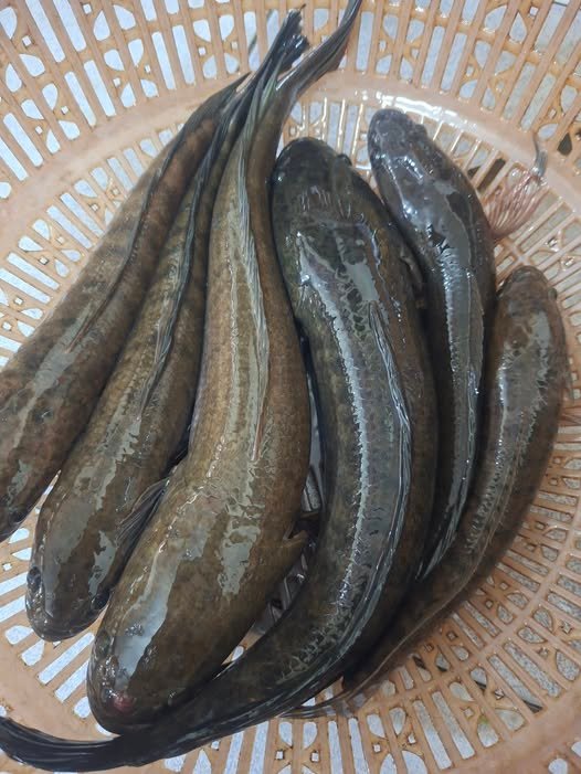 So sánh cá sộp và cá quả khác nhau như thế nào chi tiết nhất