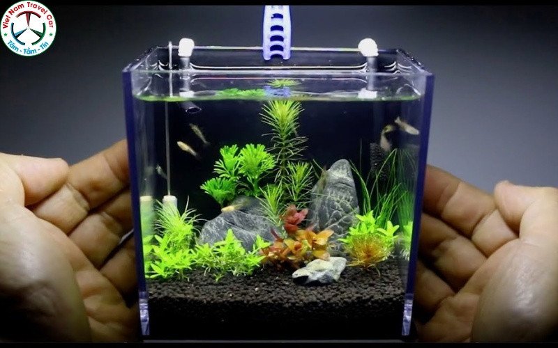Bàn tay đang chăm sóc, tỉa cây trong bể thủy sinh