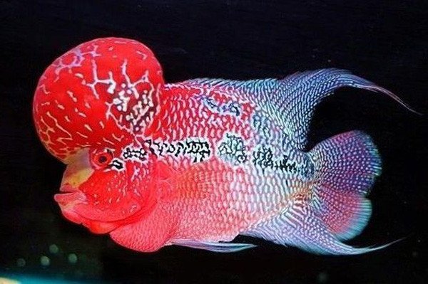Bảng giá cá La Hán cảnh theo dòng và kích cỡ