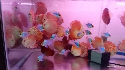 Bảng giá tham khảo các loại phụ kiện và vật tư cho bể cá cảnh Quận 5