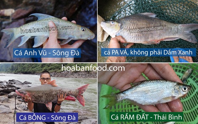 Bảng so sánh các đặc điểm nhận dạng Cá Dầm Xanh với cá khác