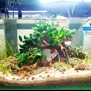 Bể cá cảnh thủy sinh bố cục cây bonsai