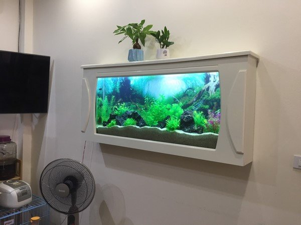 Bể cá cảnh treo tường siêu mỏng giúp tiết kiệm không gian