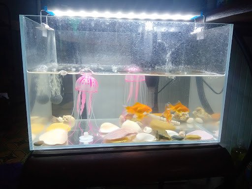 Bể cá lớn chứa các loại cá cảnh Quận 5 nhập khẩu, khỏe mạnh