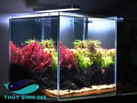 Bể cá mini để bàn làm việc sử dụng đèn chiếu sáng chuyên dụng