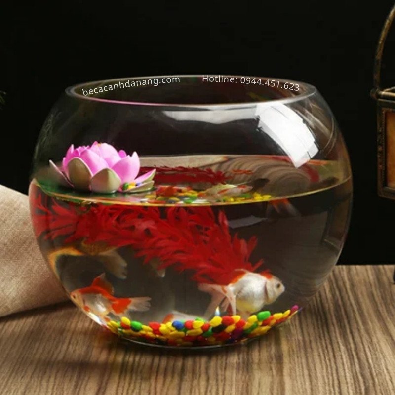 bể cá mini tròn