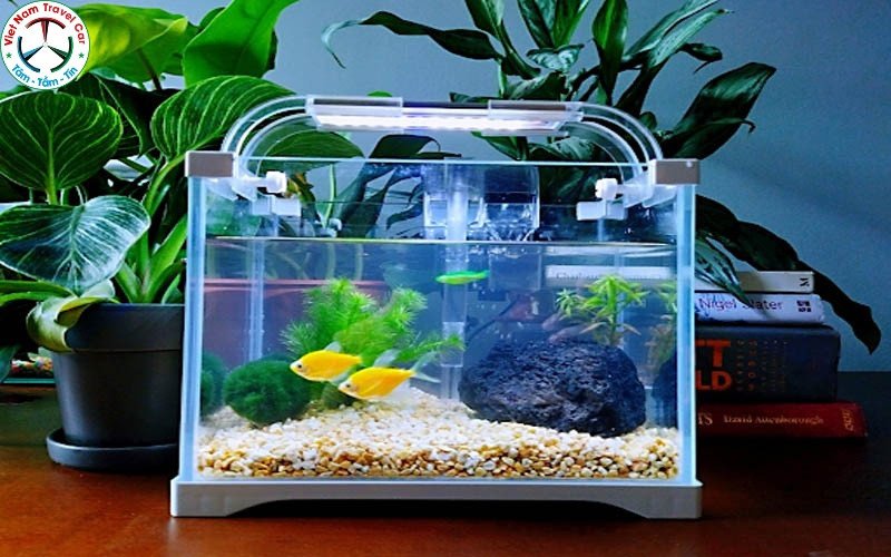 Bể thủy sinh được trang trí cầu kỳ với nhiều loại cây và đá