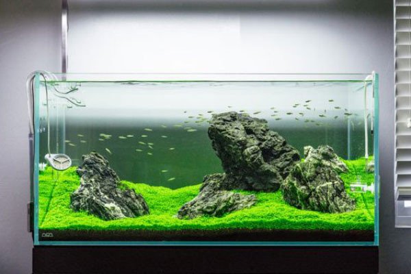 Bể thủy sinh phong cách Iwagumi với quy tắc ba viên đá tối giản