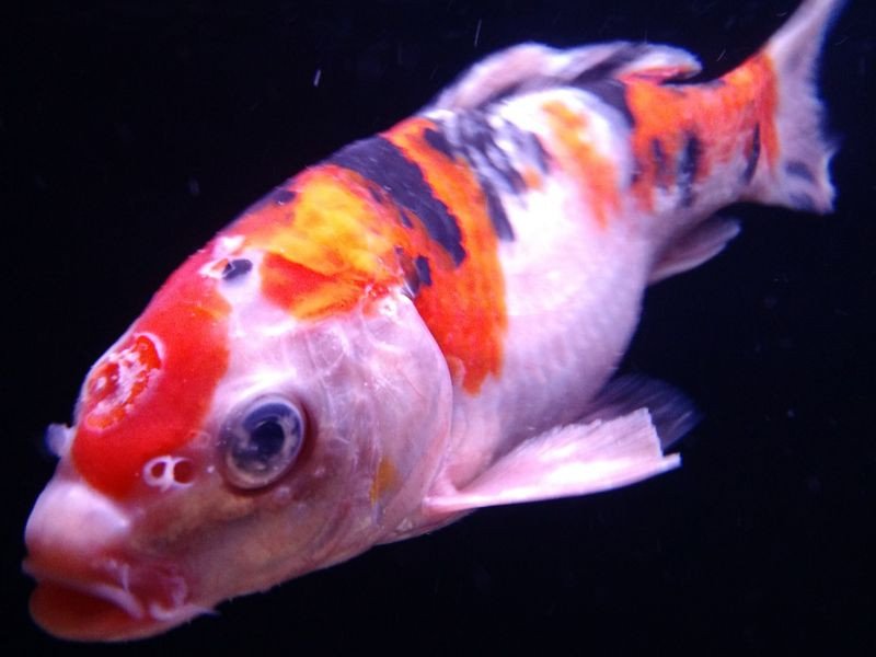 Bệnh thường gặp ở Cá Koi Lai