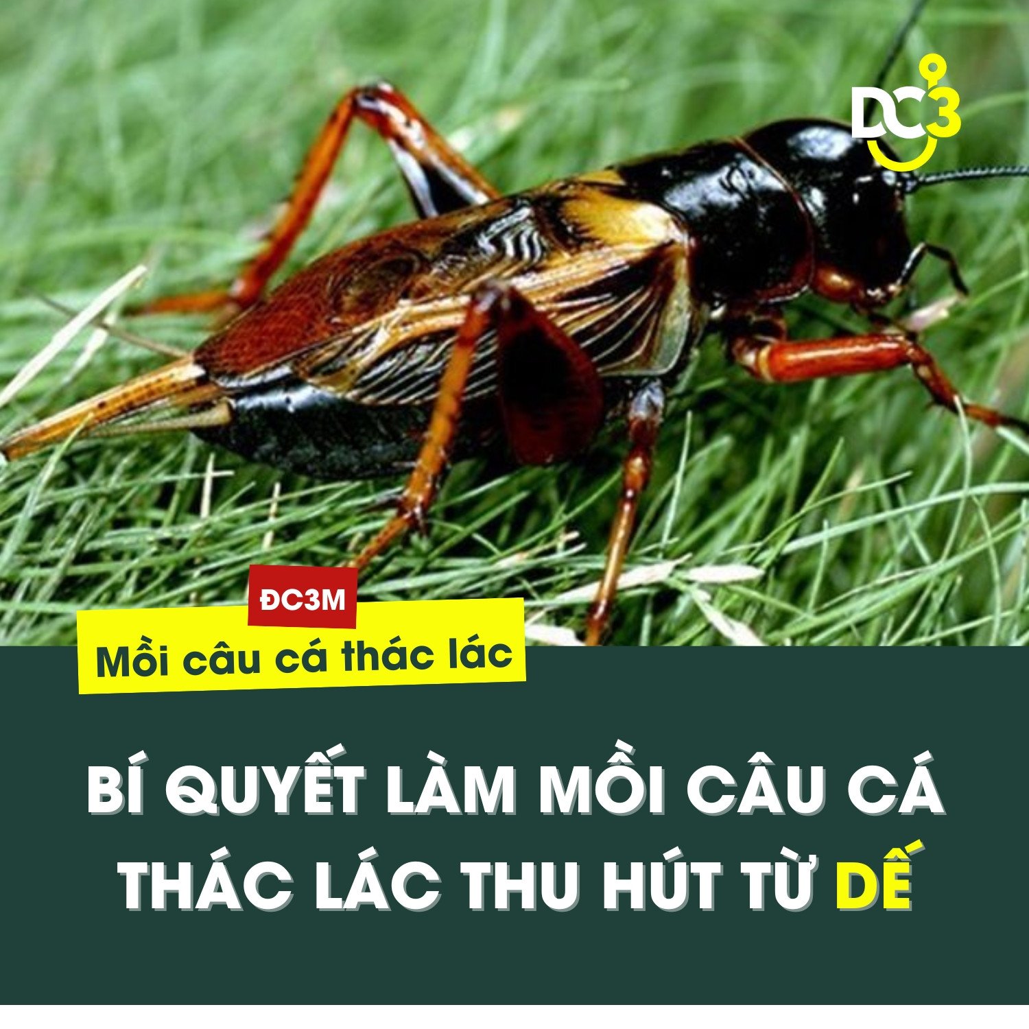 Bí quyết làm mồi câu Cá Thát Lát từ Dế