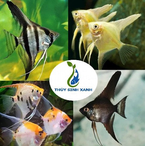 Bốn màu sắc phổ biến của cá thần tiên mini trong hồ thủy sinh