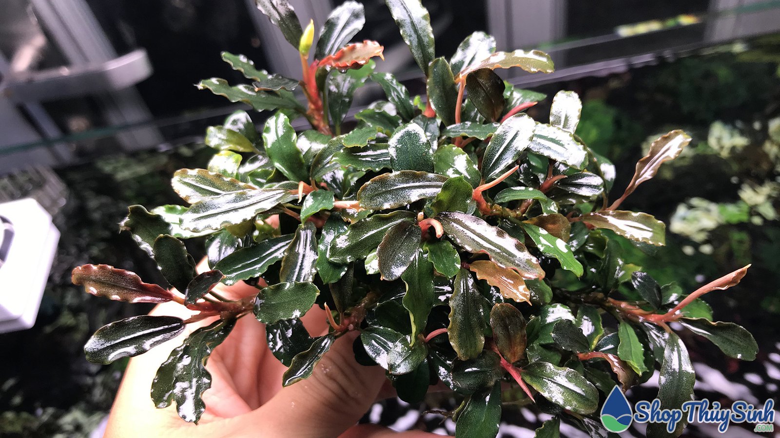 Bucep, cây thủy sinh không cần CO2