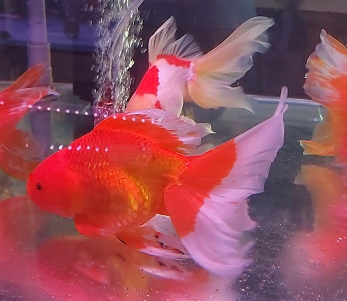 Cá ba đuôi Đầu Lân màu sắc hài hòa